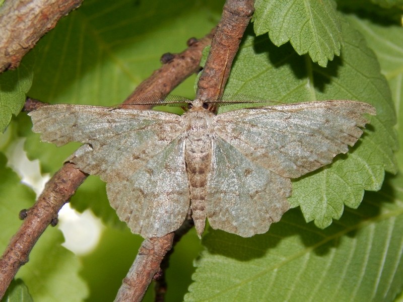 Geometridae da ID - Hypomecis sp.